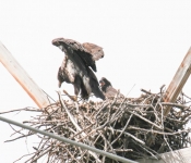 2016 06 11 WildLife MPLS 016